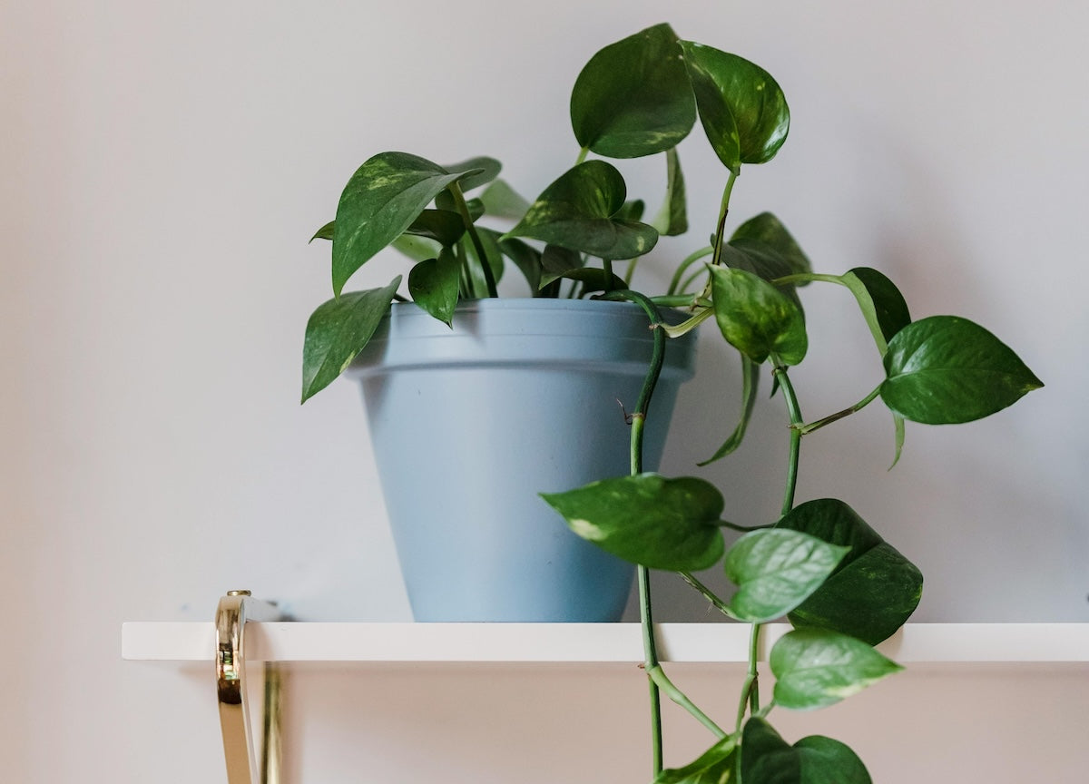 Kombinasi Warna Hijau yang Menyegarkan untuk Nuansa Alami di Rumah